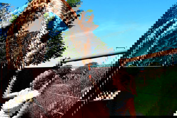 sydney_sweeney image ~ Altpins