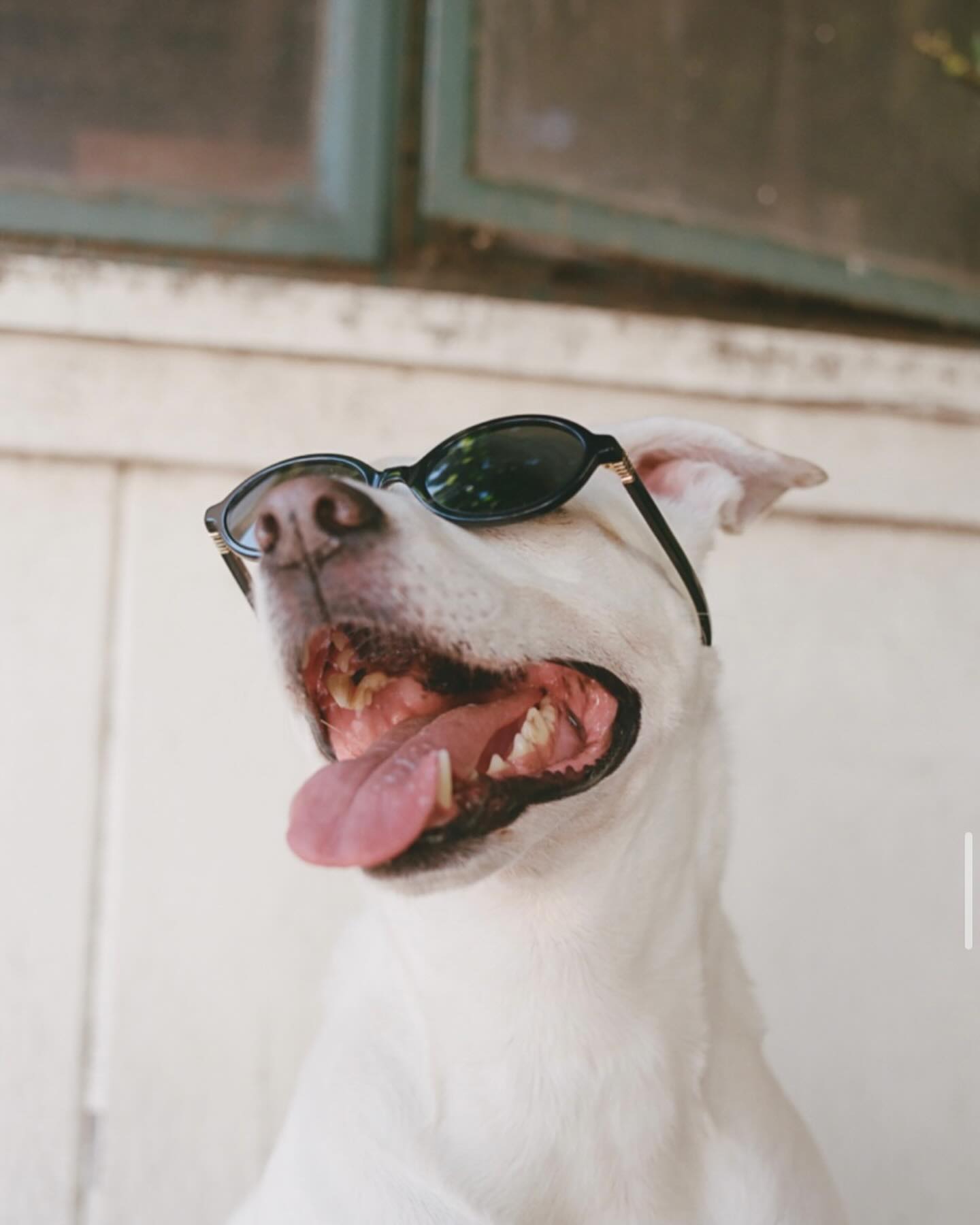 sydney_sweeney instagram image archive image