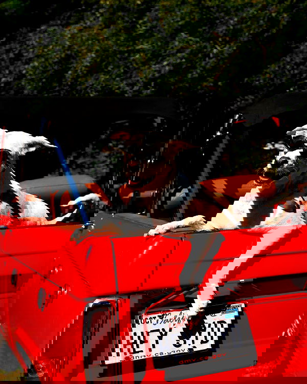 sydney_sweeney image ~ Altpins