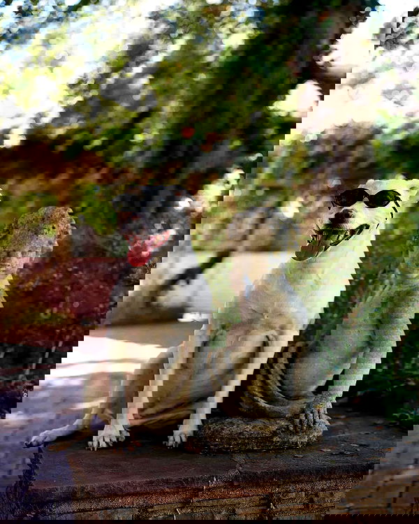 sydney_sweeney image ~ Altpins