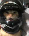 taliah.wilson Altpins Profile Picture