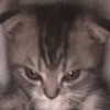 taliah.wilson Altpins Profile Picture