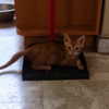 talll_cohen Altpins Profile Picture