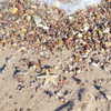 talll_cohen Altpins Profile Picture