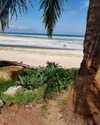 talll_cohen Altpins Profile Picture