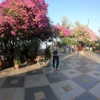 talll_cohen Altpins Profile Picture