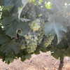 talll_cohen Altpins Profile Picture
