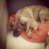 talll_cohen Altpins Profile Picture