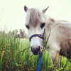 talll_cohen Altpins Profile Picture