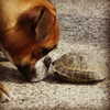 talll_cohen Altpins Profile Picture