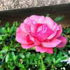 talll_cohen Altpins Profile Picture