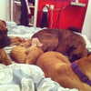 talll_cohen Altpins Profile Picture