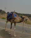 talyadahann Altpins Profile Picture