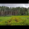 tamar_nk Altpins Profile Picture