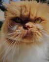 tamar_nk Altpins Profile Picture