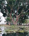 tamar_nk Altpins Profile Picture