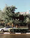 tamar_nk Altpins Profile Picture