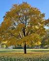 tamar_nk Altpins Profile Picture