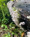 tamar_nk Altpins Profile Picture