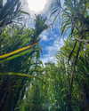tamar_nk Altpins Profile Picture