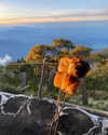 tamar_nk Altpins Profile Picture