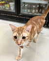 tamar_nk Altpins Profile Picture