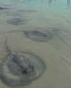 tamar_nk Altpins Profile Picture