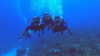 tamar_nk Altpins Profile Picture