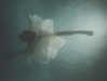 te4sed Altpins Profile Picture