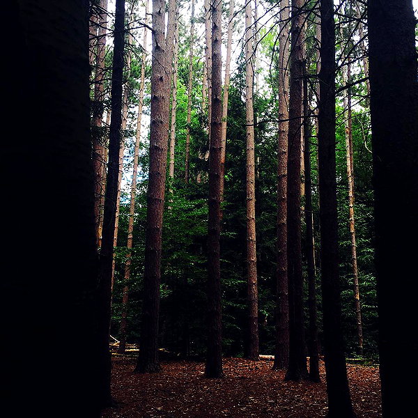 teafl0wer instagram image archive image