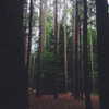 teafl0wer Altpins Profile Picture