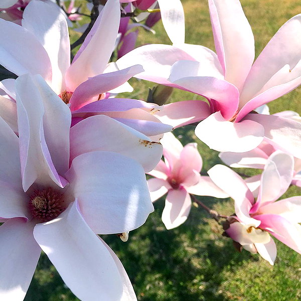 teafl0wer instagram image archive image