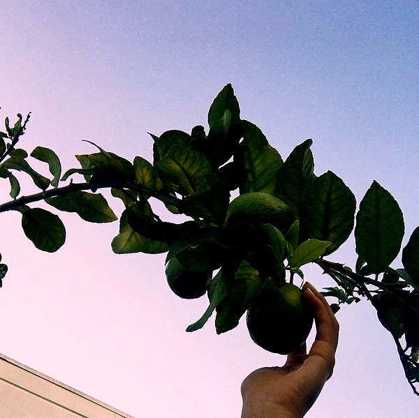 teafl0wer instagram image archive image