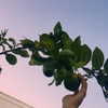 teafl0wer Altpins Profile Picture