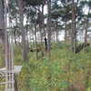 tiabellaisadora Altpins Profile Picture