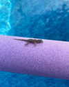 tiabellaisadora Altpins Profile Picture
