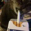 toharb_ Altpins Profile Picture