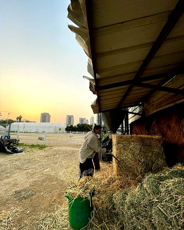 toharsandrusi instagram image archive image