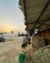 toharsandrusi Altpins Profile Picture