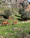 toharsandrusi Altpins Profile Picture