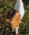 tooonytoony Altpins Profile Picture