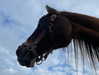 tooonytoony Altpins Profile Picture