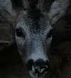 tooonytoony Altpins Profile Picture