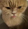 tooonytoony Altpins Profile Picture