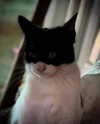 tooonytoony Altpins Profile Picture