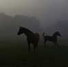 tooonytoony Altpins Profile Picture