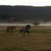 tooonytoony Altpins Profile Picture