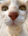 tooonytoony Altpins Profile Picture