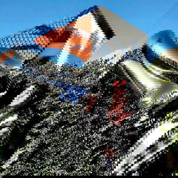 tuliish_ image ~ Altpins