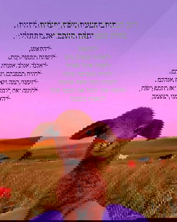 tuliprivet tuliprivet archive image